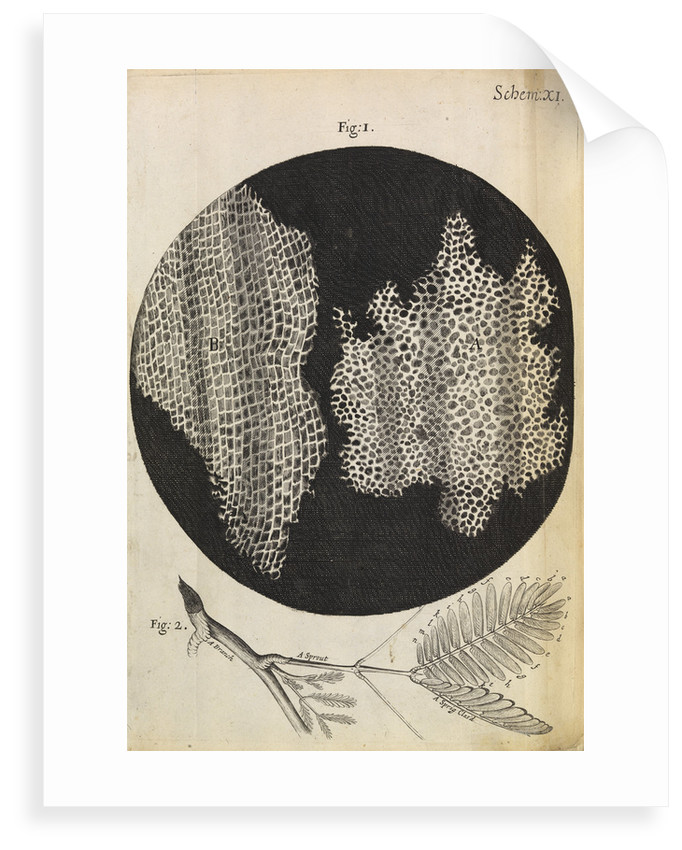 Cork Sketch at Explore collection of Cork Sketch