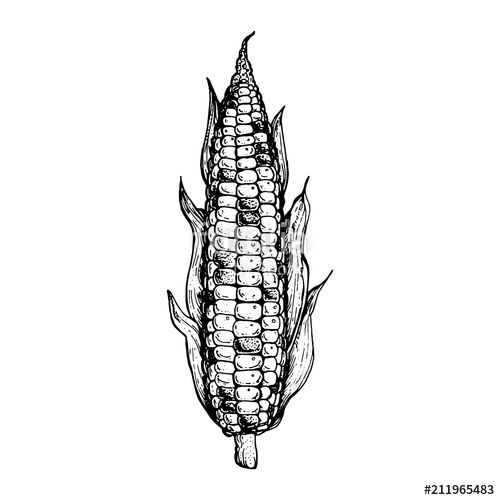 Corn Sketch at PaintingValley.com | Explore collection of Corn Sketch