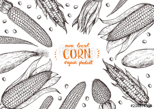 500x354 Corn On The Cob Hand Drawn Vector Illustration. Top View Frame - Corn Sketch