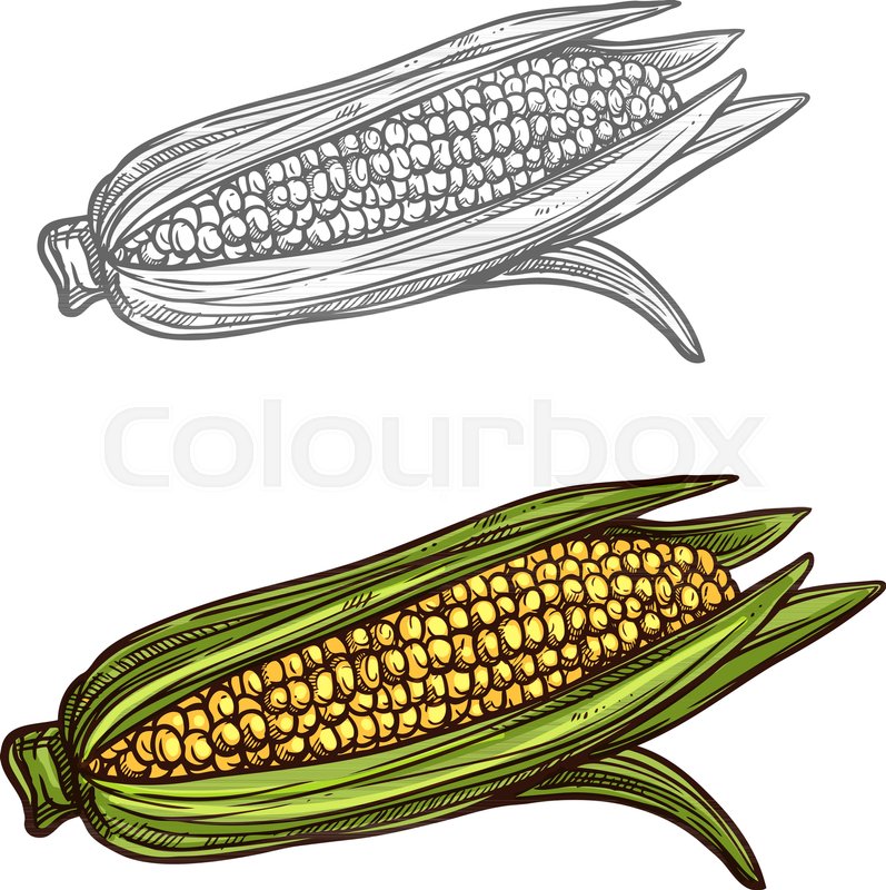 797x800 Corn Sketch Icon. Vector Isolated Symbol Of Fresh Farm Grown - Corn Sketch