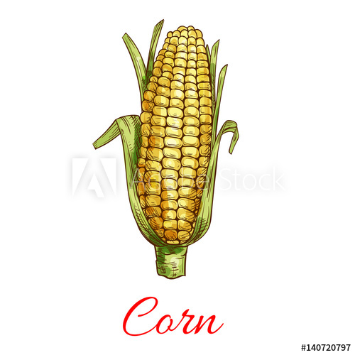 500x500 Corn Vegetable Vector Isolated Sketch Icon - Corn Sketch