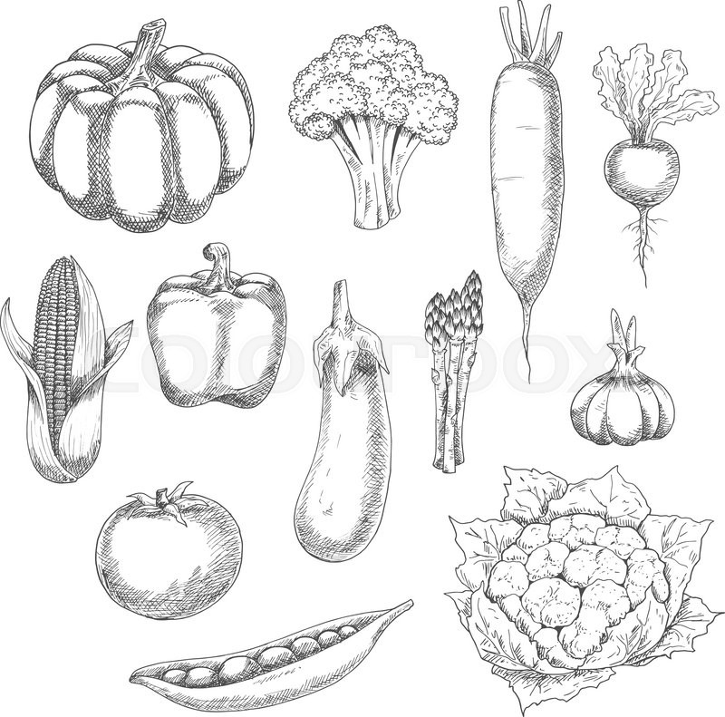 800x791 Eco Food Sketch Illustration With Organic Farm Broccoli, Pumpkin - Corn Sketch