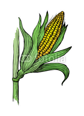 291x400 Hand Drawn Vector Illustration Of Corn Grain Stalk Sketch Buy - Corn Sketch