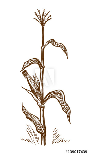 288x500 Hand Drawn Vector Illustration Standing Stalk Of Corn Sketch - Corn Sketch