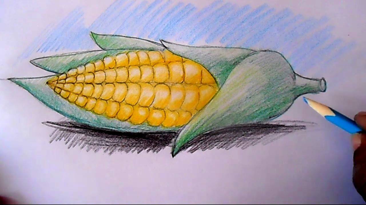 1280x720 How To Draw Corn Cob Step By Step - Corn Sketch