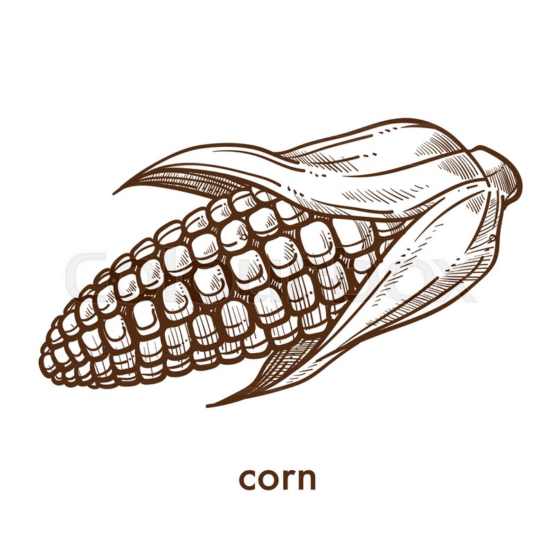 800x800 Ripe Organic Ear Of Corn Grown - Corn Sketch