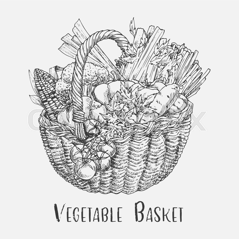 800x800 Vegetables In Wicker Basket Or Pad, Ped. Sketch Of Tomato And Corn - Corn Sketch