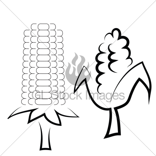 500x500 Corn Cobs Sketch Gl Stock Images - Corn Sketch