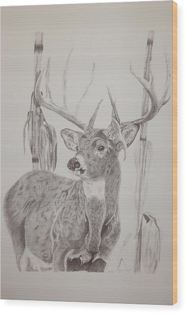 366x618 Deer In Cornfield Drawing By Amber Zerba - Cornfield Sketch