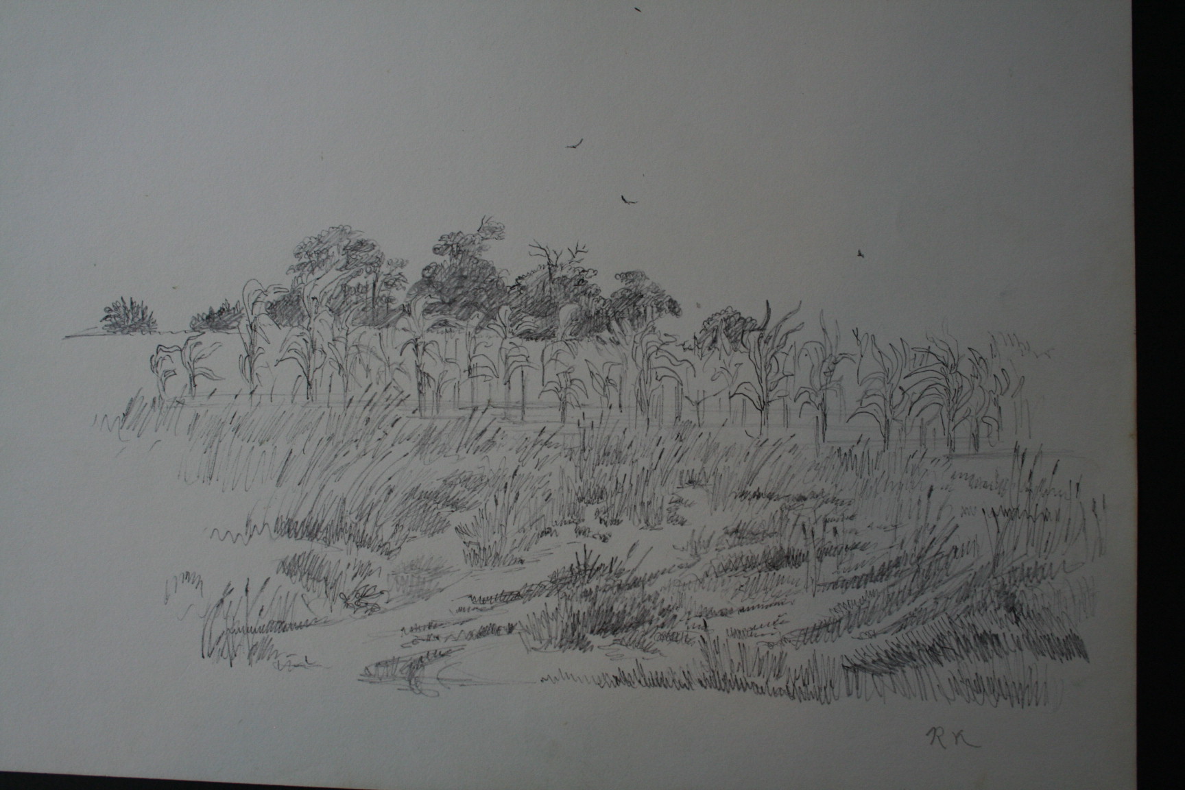 1728x1152 Early Pencil Amp Ink Sketch Corn Field Landscape, By Robert Karsten - Cornfield Sketch
