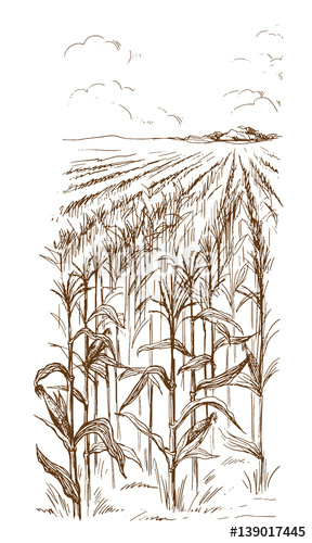 288x500 Hand Drawn Vector Illustration Sketch Cornfield With A Road - Cornfield Sketch