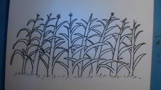 320x180 How To Draw A Cornfield - Cornfield Sketch