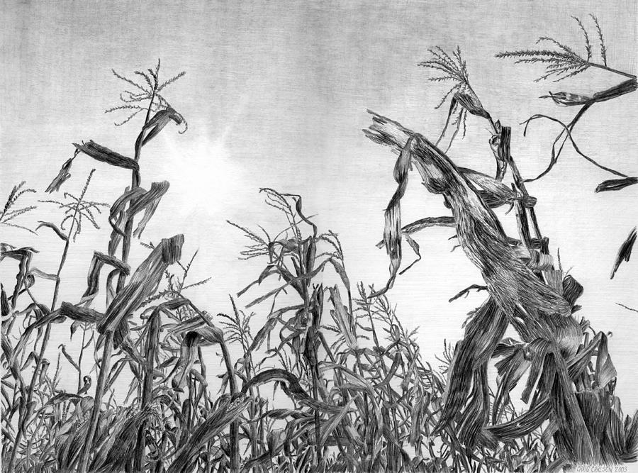 900x667 Images Cornfield Drawing - Cornfield Sketch