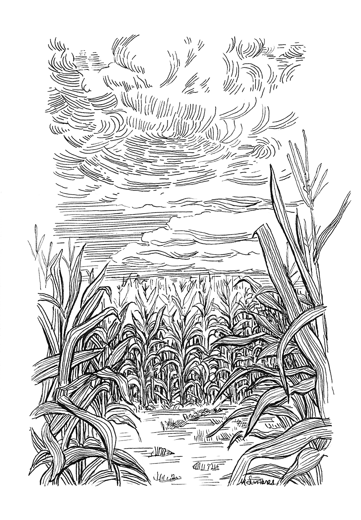 1200x1727 Line Art - Cornfield Sketch