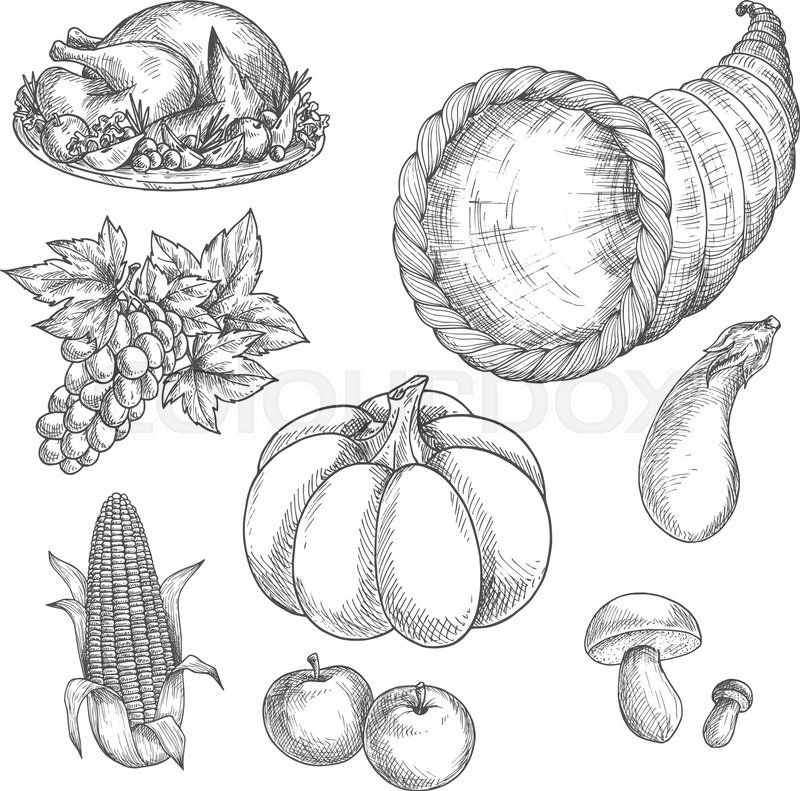 800x791 Thanksgiving Day Icons. Vector Sketch Isolated Roasted Turkey Dish - Cornucopia Sketch