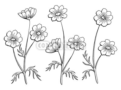 400x300 Cosmos Flower Graphic Black White Isolated Sketch Illustration - Cosmos Flower Sketch