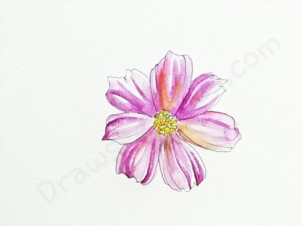 Cosmos Flower Sketch at PaintingValley.com | Explore collection of