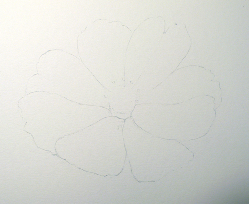 500x410 Paint Draw Paint, Learn To Draw Water Color Basics A Cosmos Flower - Cosmos Flower Sketch