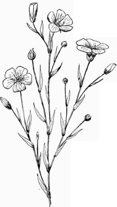 236x418 Cosmos Flowers Flowers Drawings Vector - Cosmos Flower Sketch