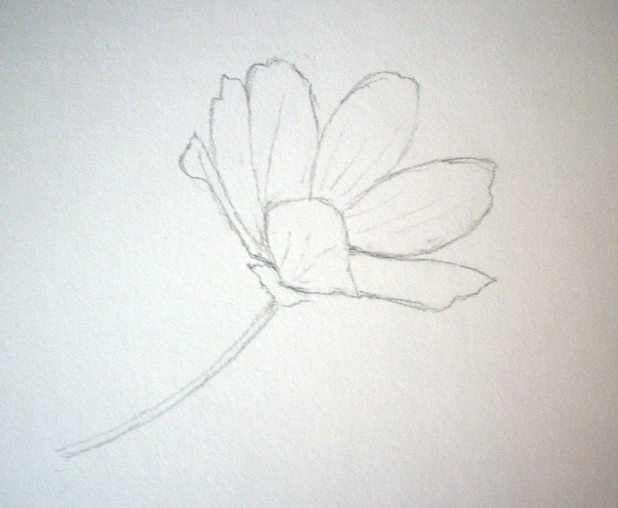 2061x1695 Collection Of Quick Flower Drawing High Quality, Free - Cosmos Flower Sketch