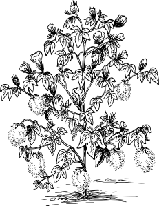 231x299 Cotton Plant Clip Art - Cotton Plant Sketch