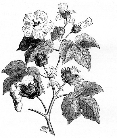 407x482 Cotton Plant Drawing - Cotton Plant Sketch