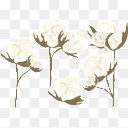 260x261 Cotton Plant Png Images Vectors And Psd Files Free Download On - Cotton Plant Sketch