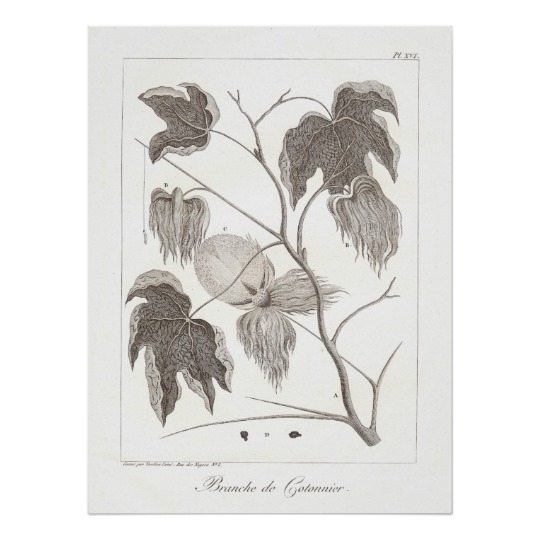540x540 Cotton Plant Poster Antique Botanical Illustration - Cotton Plant Sketch