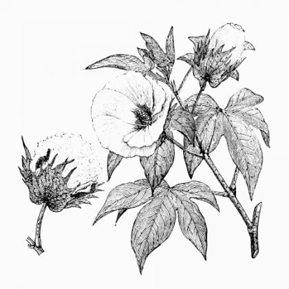 420x420 Cotton Plant - Cotton Plant Sketch
