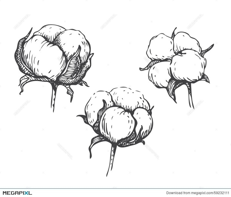 800x685 Collection Of Cotton Plant Drawing High Quality, Free - Cotton Plant Sketch