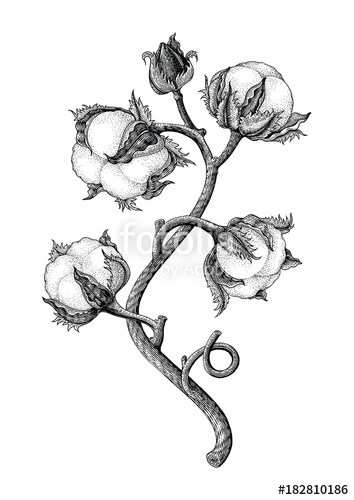 354x500 Cotton Plant Hand Drawing Vintage Engraving Style Isotale On White - Cotton Plant Sketch