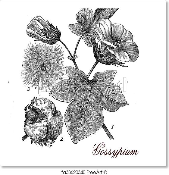 561x581 Free Art Print Of Cotton Plant (Gossypium), Botanical Vintage - Cotton Plant Sketch