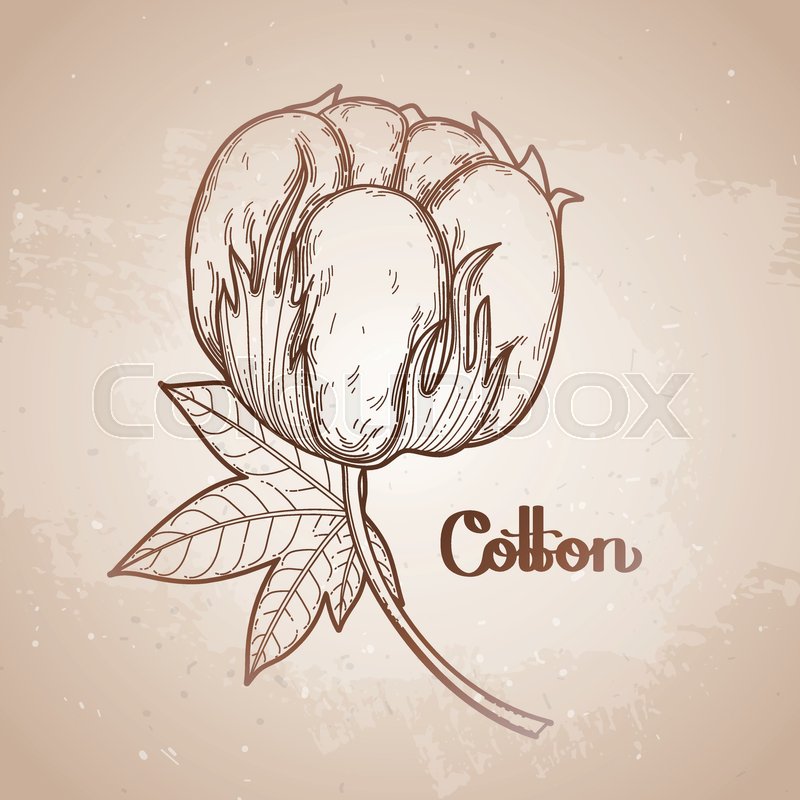 800x800 Graphic Cotton Plant. Vector Art Isolated On Vintage Background - Cotton Plant Sketch