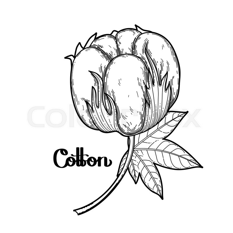 800x800 Graphic Cotton Plant. Vector Art Isolated On White Background - Cotton Plant Sketch