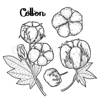 320x320 Graphic Cotton Plants Set. Vector Art Isolated On White Background - Cotton Plant Sketch