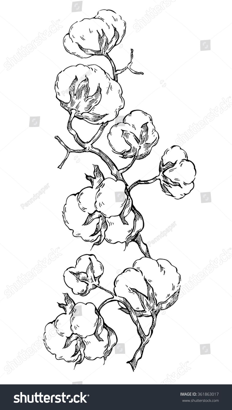 905x1600 Hand Made Vector Sketch Of Cotton Plants. Cracked Bolls On A - Cotton Plant Sketch