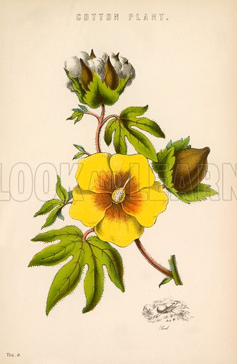 333x512 Historical Articles And Illustrations Blog Archive The Valuable - Cotton Plant Sketch