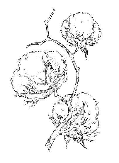 406x556 Pin By On Windowcolor Cotton - Cotton Plant Sketch
