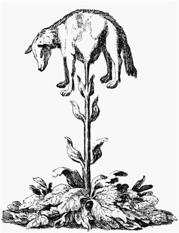 369x480 The Vegetable Lamb Keri Cronin - Cotton Plant Sketch