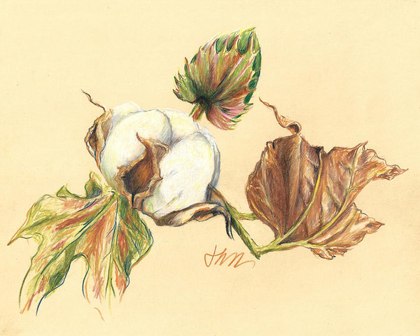 600x480 Colored Pencil Cotton Plant Poster By Jacki Kellum - Cotton Plant Sketch