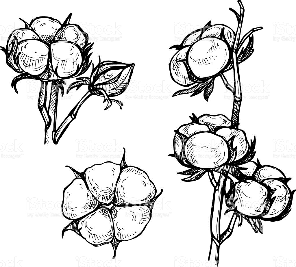 1024x924 Cotton Clipart Black And White Amp Cotton Clip Art Black And White - Cotton Plant Sketch