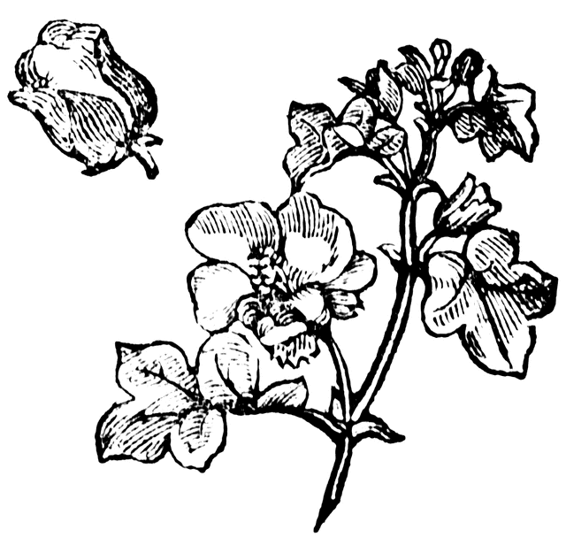 640x616 Cotton Clipart Sketch - Cotton Plant Sketch