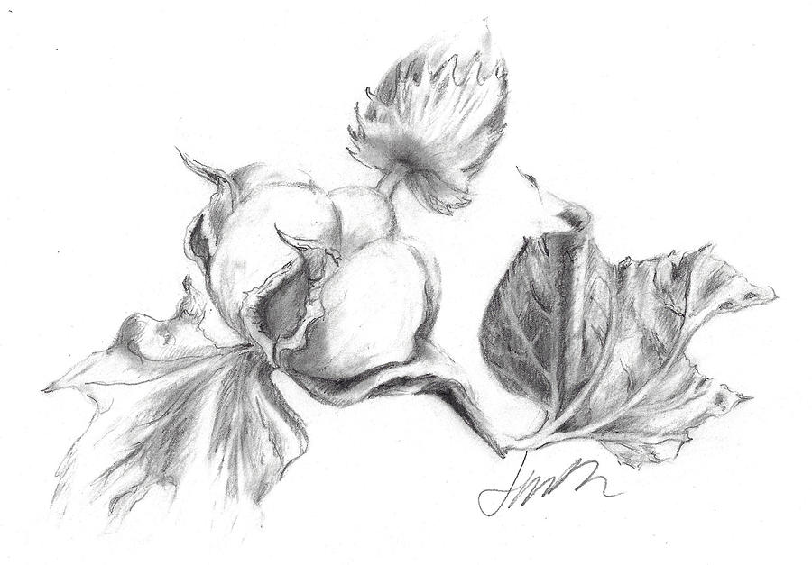 900x627 Cotton Harvest Drawing By Jacki Kellum - Cotton Sketch