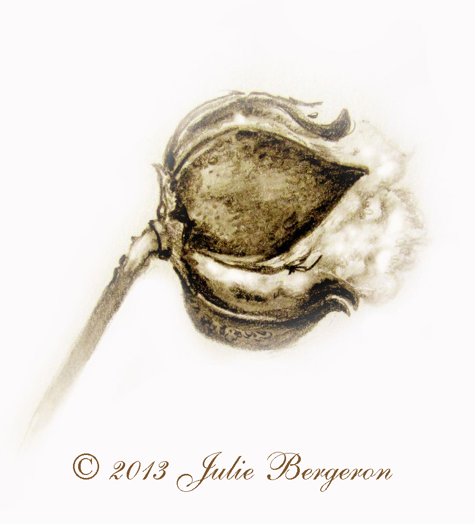 930x1025 Drawing Cotton Bolls Julie Bergeron - Cotton Sketch