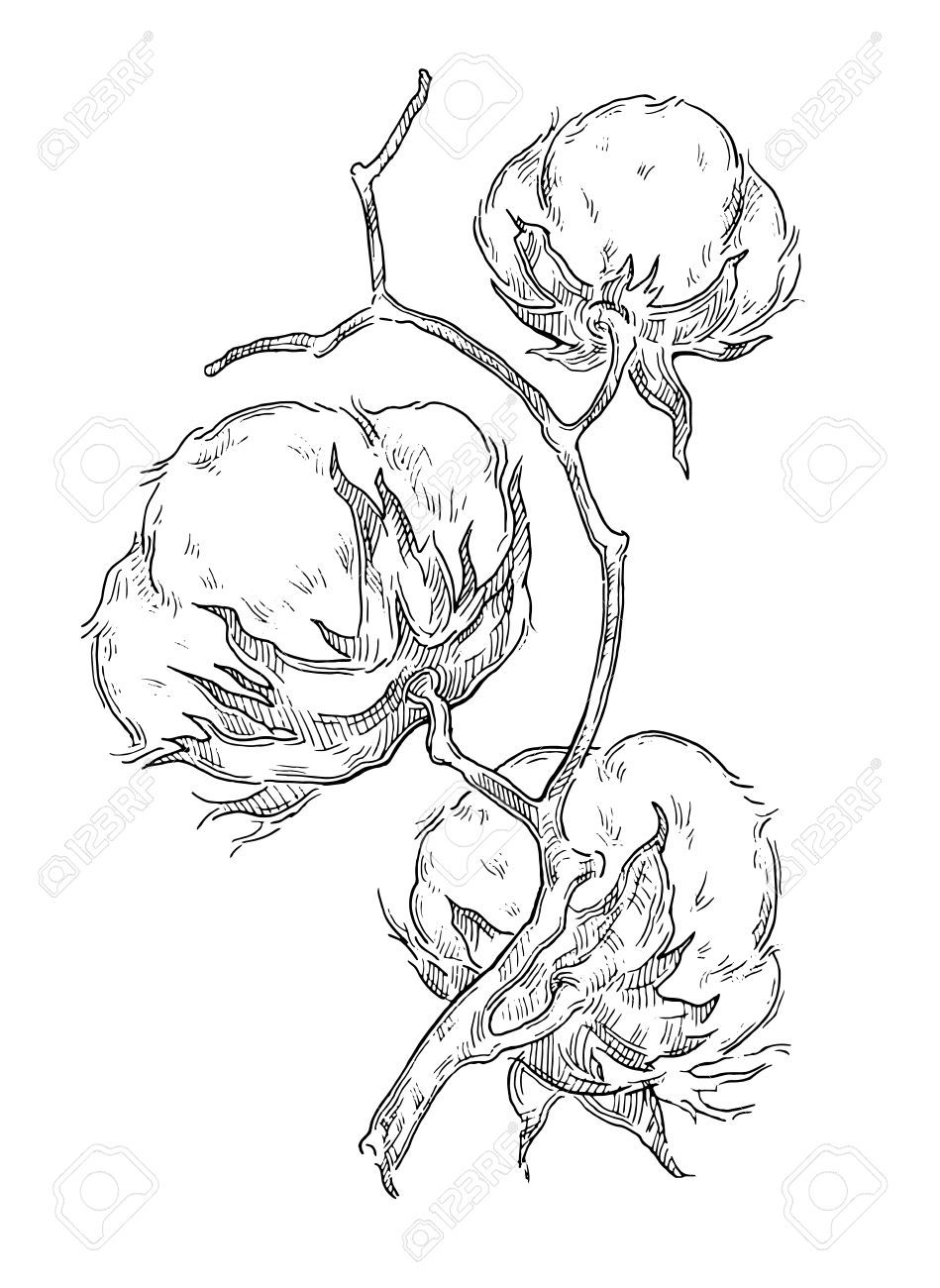 949x1300 Image Result For Cotton Plant Drawing Cotton - Cotton Sketch
