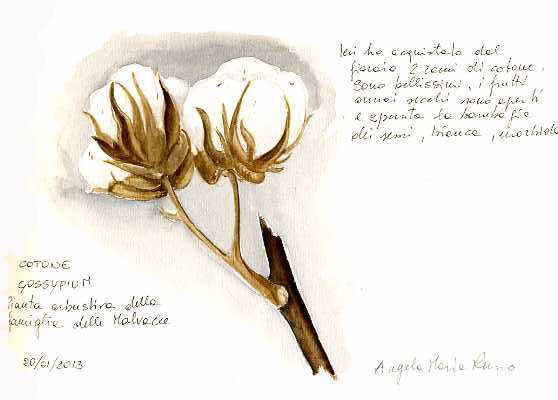 558x400 Sketching In Nature Cotton Plant - Cotton Sketch