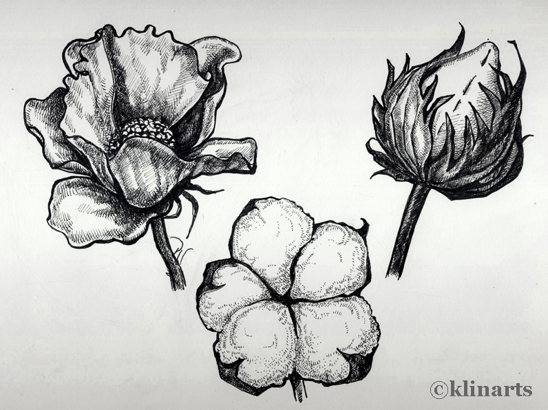 796x596 Klinarts Cotton, Pen Sketches - Cotton Sketch