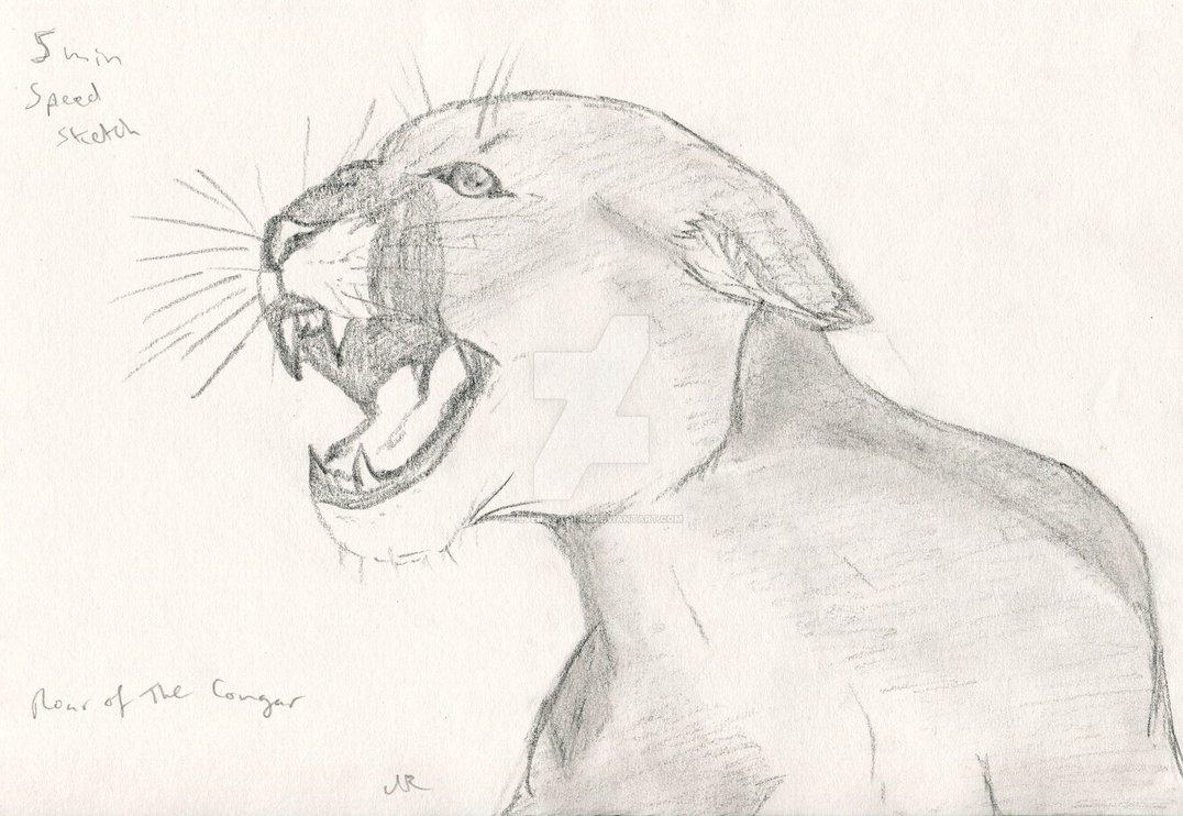 1076x742 Cougar Roar Speed Sketch By Silversoul1496 - Cougar Sketch