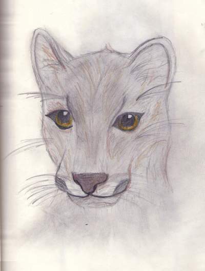 400x528 Cougar Sketch Teen Ink - Cougar Sketch