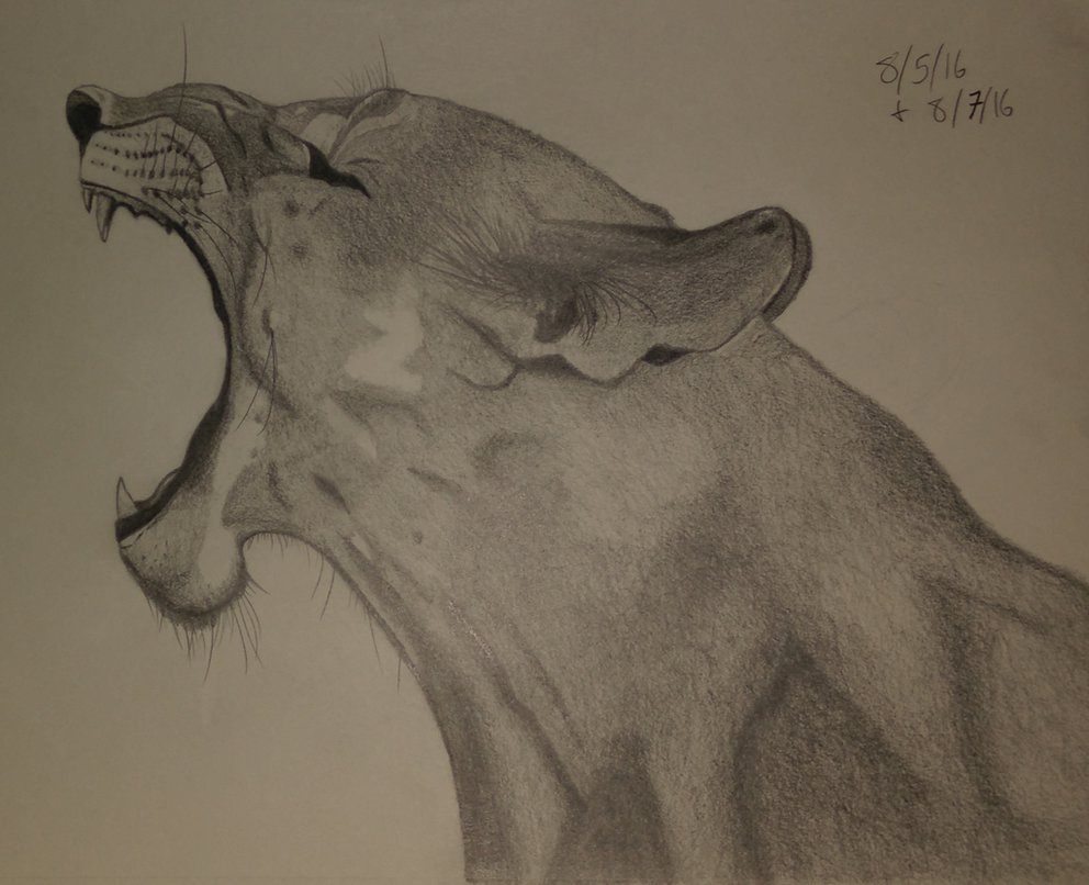 992x806 Cougar Sketch By Nobuo3317 - Cougar Sketch